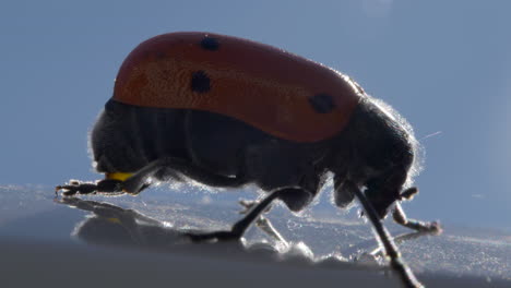 tiny ladybug on reflective surface with sunlight behind, macro close up view