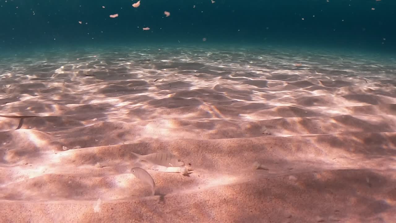 Lyserød havbund med refleksioner af bølgernes bevægelse og svømmende fisk, der spiser faldende brødstykker.