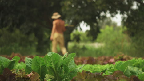 low angle shot of baby lettuce with a shirtless worker walking by in the blurry background