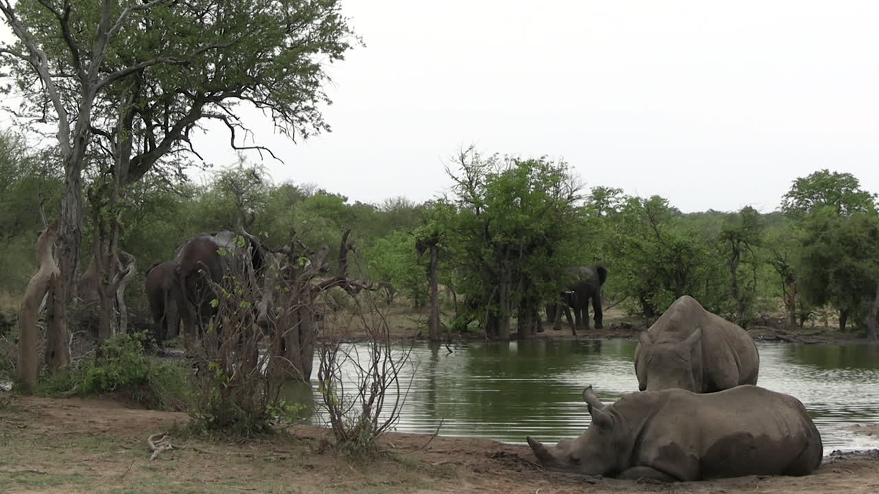 Elefanti e rinoceronti presso uno stagno, abbeveratoio nella savana africana