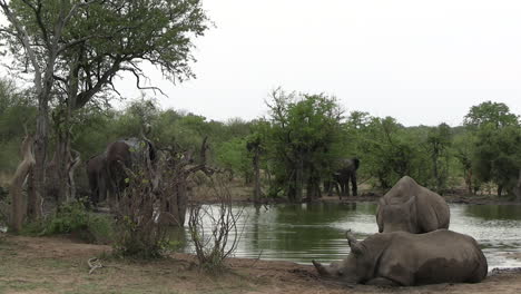 elefanten und nashörner am teich, wasserstelle in der afrikanischen savanne