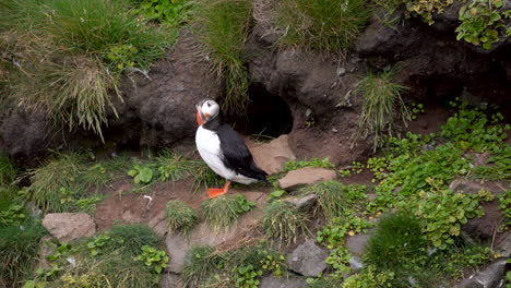 Atlantic-puffin-bird-standing-on-grassy-cliff,-stable-shot