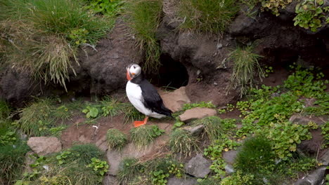 pájaro frailecillo atlántico parado en un acantilado cubierto de hierba, tiro estable