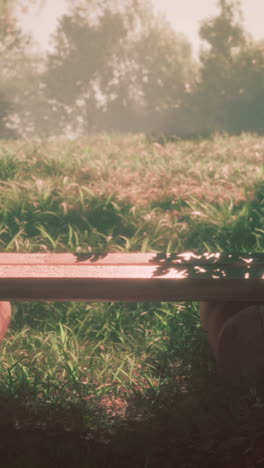 a wooden bench in a peaceful forest