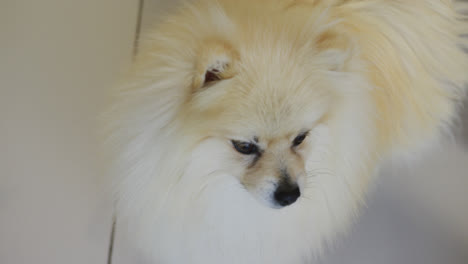 close up of cute little dog looking away and waving tail on floor