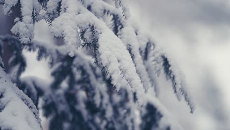 the pure white first snow covers the bushy branches of the pine tree