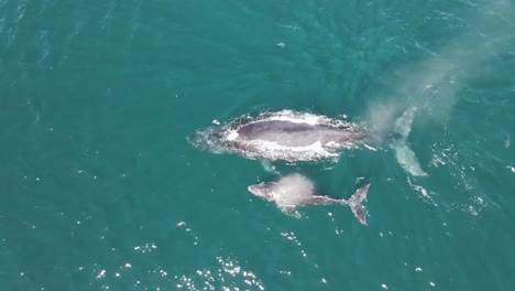 Young-whale-calf-and-adult-mother-surfacing-for-breath,-4K-aerial-view