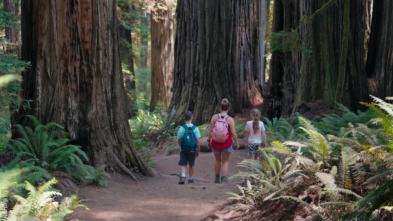 Exploring the wonders of the redwoods a mother and two kids together