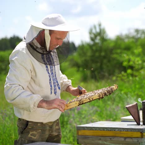 beekeeper on apiary. beekeeper is working with bees near beehives on the apiary. apiarist with bees frame among green nature.