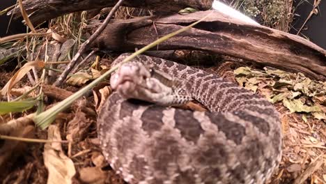 Serpiente-De-Cascabel-Golpea-Cámara-Pov-En-Cámara-Súper-Lenta-240fps