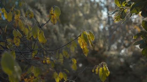 la luz del sol se filtra a través de los árboles hacia las hojas verdes y amarillas