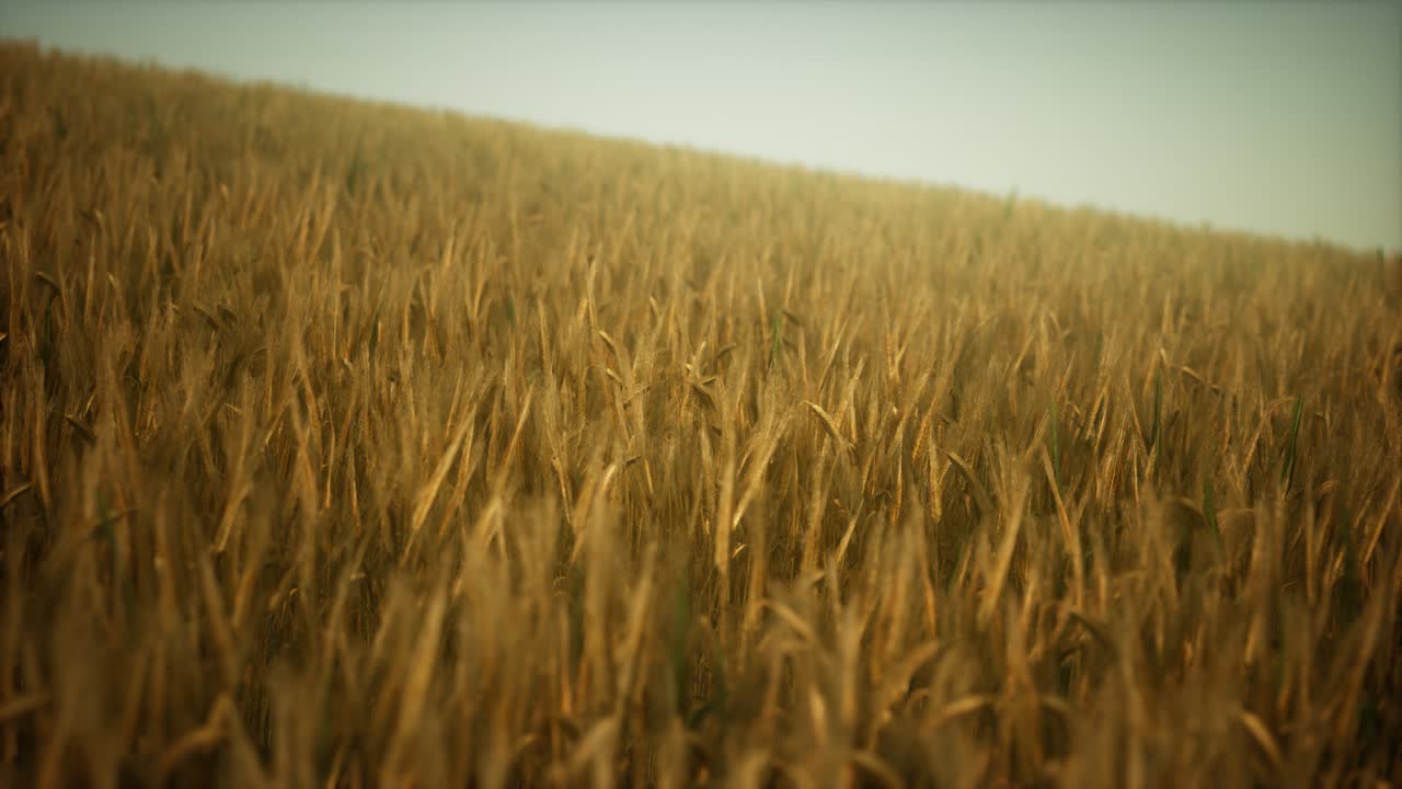 Dark stormy clouds over wheat field