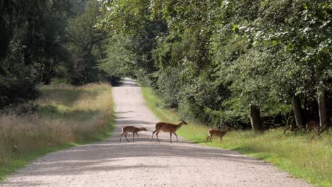 Rehe-überqueren-Einen-Breiten-Weg-Im-Wald