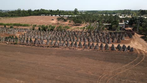 cassava farm drying process