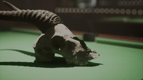 animal skull on a pool table