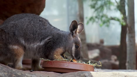 Süßes-Wallaby,-Das-Im-Zoo-Von-Sydney-Isst