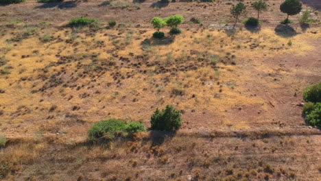 Pan-A-Lo-Largo-De-Un-Hermoso-Campo-En-Un-Día-Caluroso