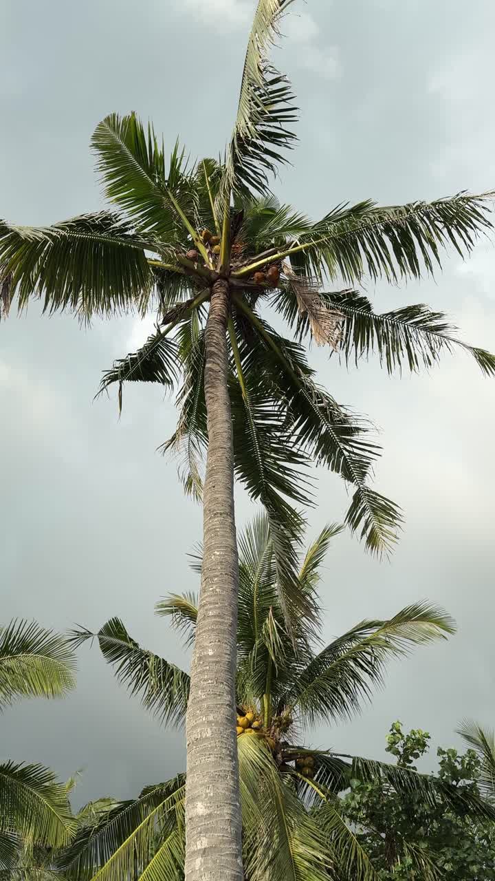 Tall Coconut Palm Tree Swaying in the Wind Against a Cloudy Sky