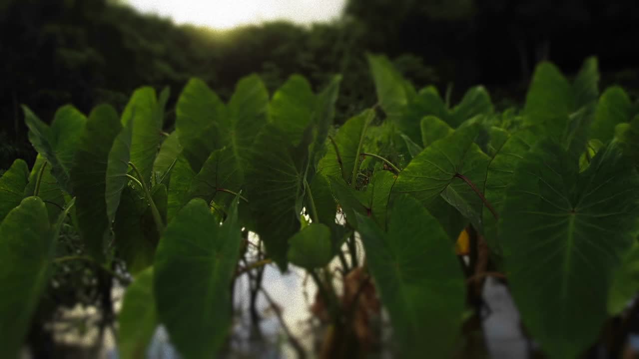 muy tiro tiro de lapso de tiempo moviéndose en musgo o helechos