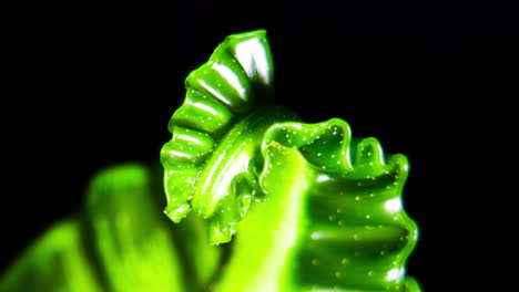 asplenium nidus - cobra birds nest fern fronds are unfurling close up hd