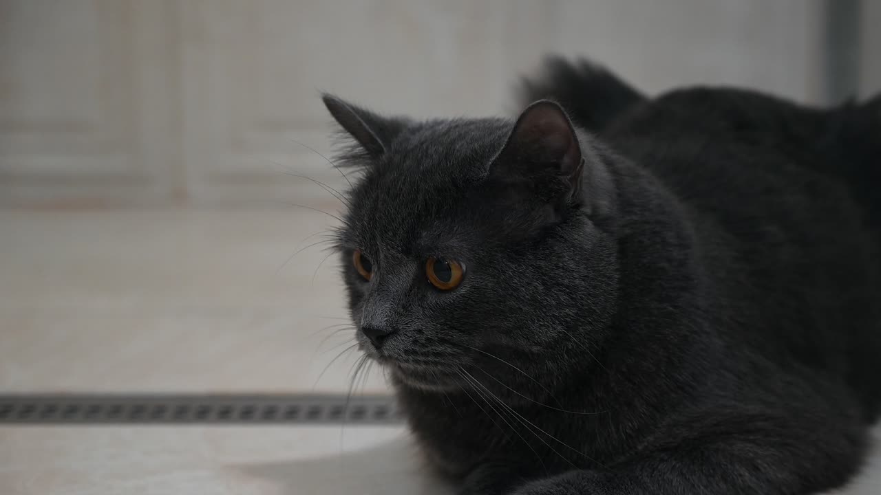 Close up of a grey British shorthair cat with orange eyes sitting on the floor