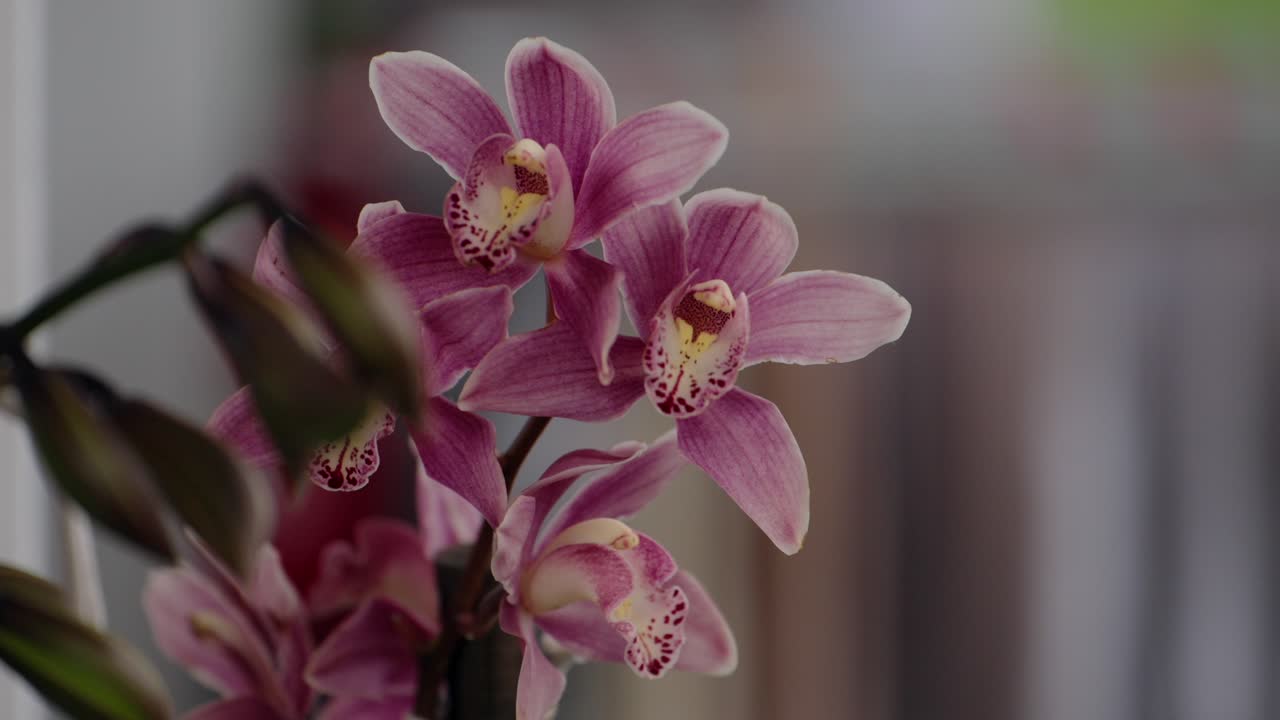 Close up of pink orchids blooming with green leaves in background