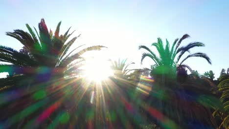 toma de drones de múltiples palmeras que se desplazan a la derecha durante la hora dorada de la puesta de sol con el sol asomándose a través de las palmeras y cielos azules claros en los ángeles, parque de california