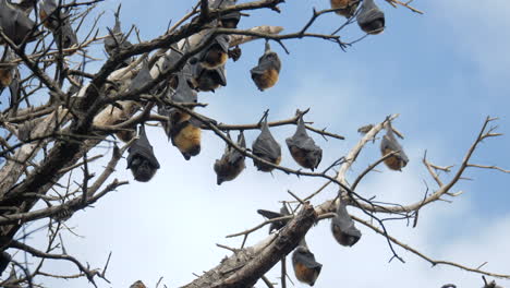 Group-Of-Flying-Foxes-Hanging-Upside-Down,-SLOW-MOTION