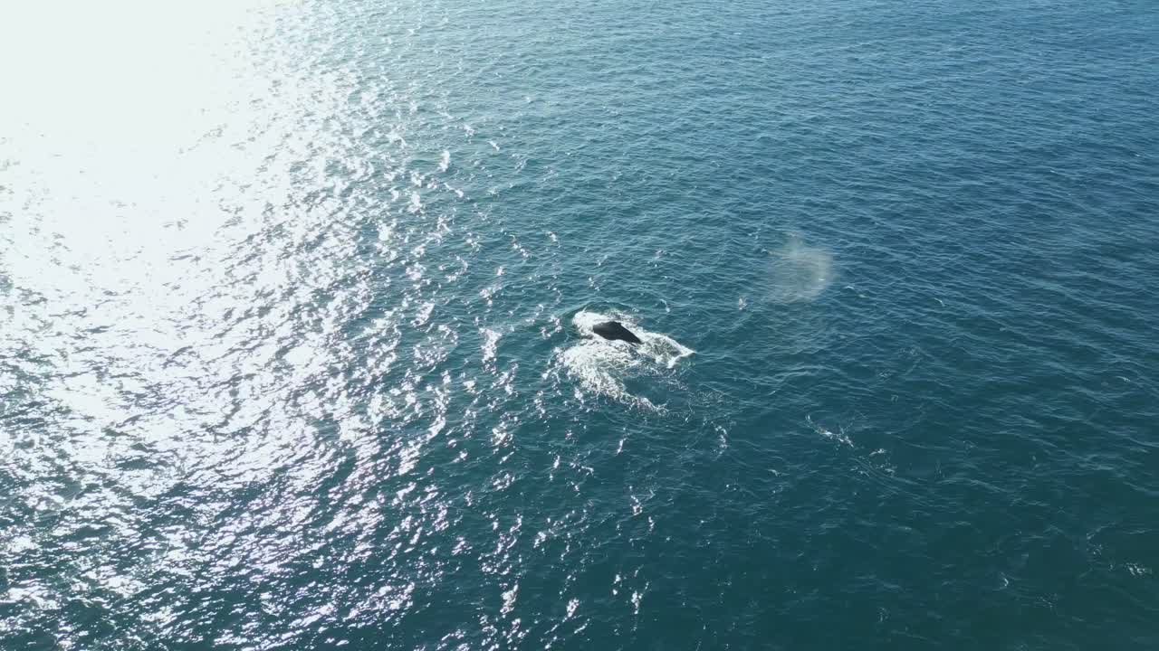 겨울 에 개방 된 바다 를 헤엄쳐 건너 오스트레일리아 의 시드니 해안 에서 북쪽 으로 이주 하는 혹등 고래 들