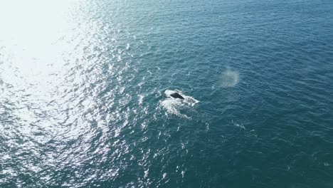 humpback whales swimming across the open ocean during winter migrating to the north at sydney coastline, australia