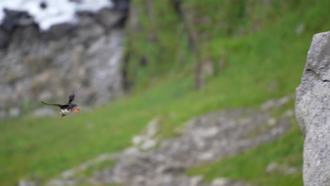 an atlantic puffin takes flight and soars down a cliff in norway, slow motion