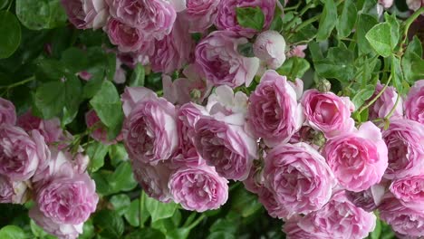 beautiful pink roses in the backyard, flowers located hanging from their plant holder body, captured during daytime