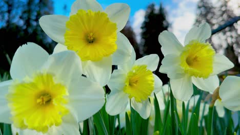 Closeup-of-daffodils-on-a-sunny-day,-showcasing-their-vibrant-yellow-petals-and-green-stems,-basking-in-the-warm-sunlight,-highlighting-the-beauty-and-freshness-of-springtime-blooms