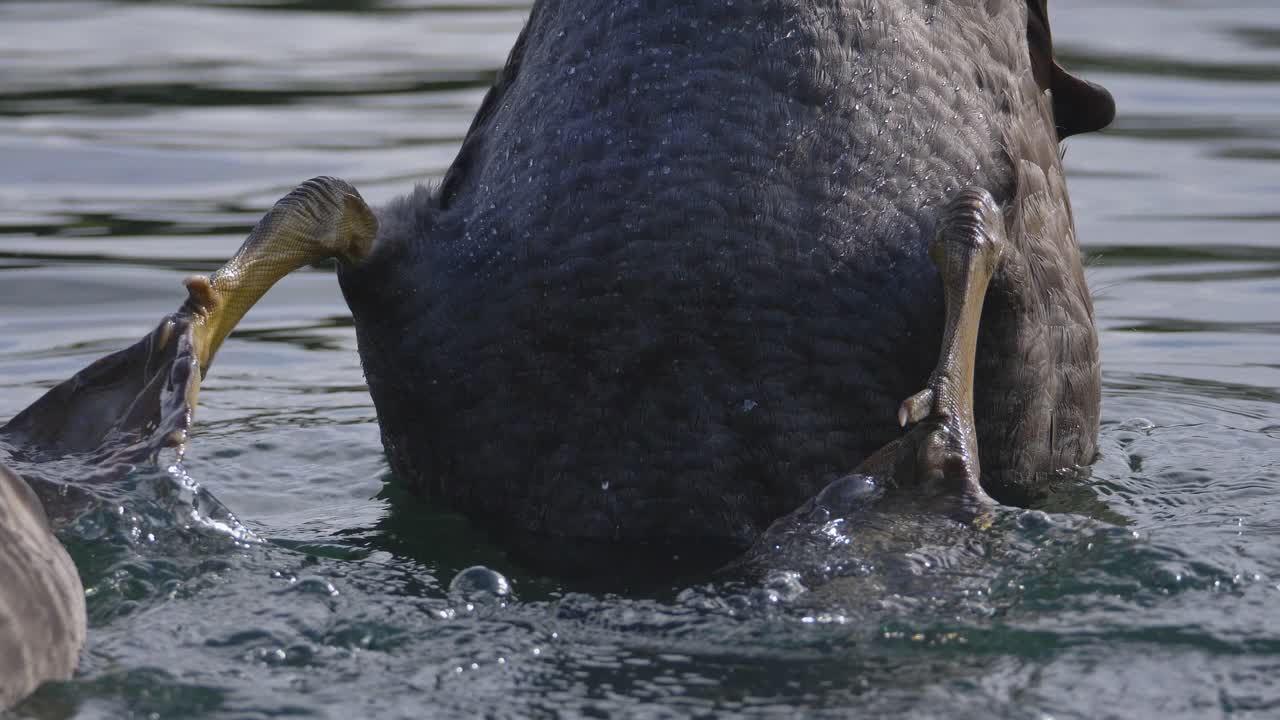 Webbed feet of black swan as it is feeding underwater in an upside down position in slow motion