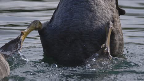 Mit-Schwimmhäuten-Versehene-Füße-Eines-Schwarzen-Schwans,-Der-In-Zeitlupe-Kopfüber-Unter-Wasser-Frisst