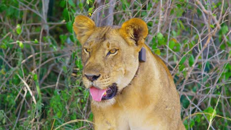 endangered lion collared to keep safe and track movements, in the wild ugandan national park