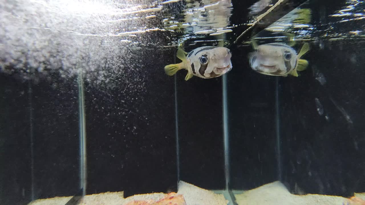 Porcupinefish are swimming in the aquarium. It also commonly called blowfish and sometimes the balloonfish or globefish. The aquarium is created by mimicking the fish's original habitat.