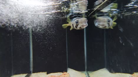 porcupinefish are swimming in the aquarium. it also commonly called blowfish and sometimes the balloonfish or globefish. the aquarium is created by mimicking the fish's original habitat.