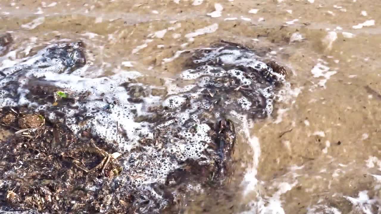 Rumput laut di pantai terlihat tersapu ombak samudra.