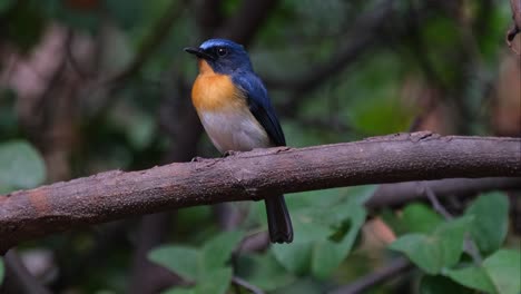 facing to the left while the camera slides to the left and zooms out showing this lovely perching scenario, indochinese blue flycatcher cyornis sumatrensis male, thailand