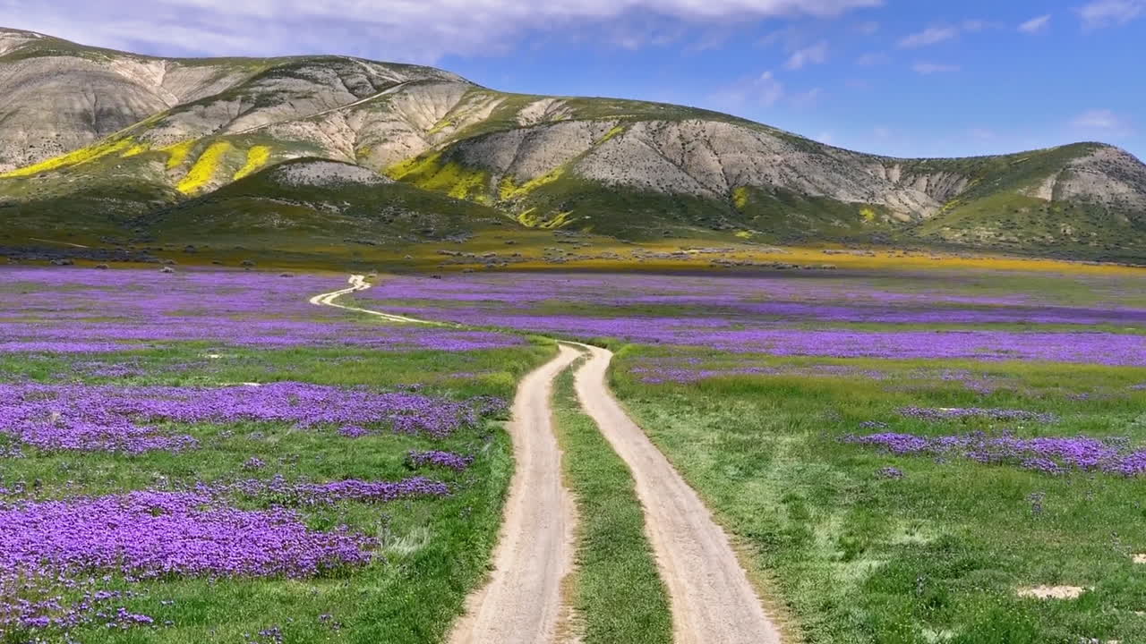 carrizo llano temblor rango y camino flores silvestres moradas punto de vista california superbloom