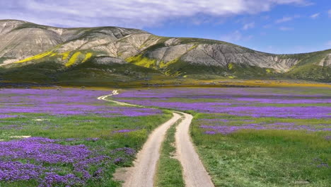 Carrizo-Plain-Temblor-Range-Und-Straße-Lila-Wildblumen-Sicht-Kalifornien-Superbloom