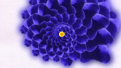 abstract spiral flower in deep blue