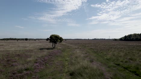 campo de páramos de brezo constante paisaje plano holandés con vegetación de hojas de hierba y púrpura alrededor de un árbol solitario contra un cielo azul con formación de nubes