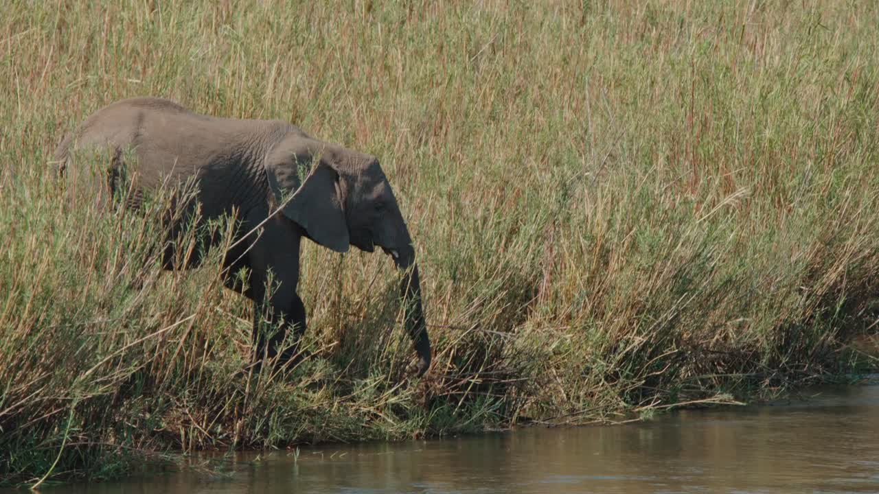 Telephoto medium of adult elephant grazing near muddy water edge