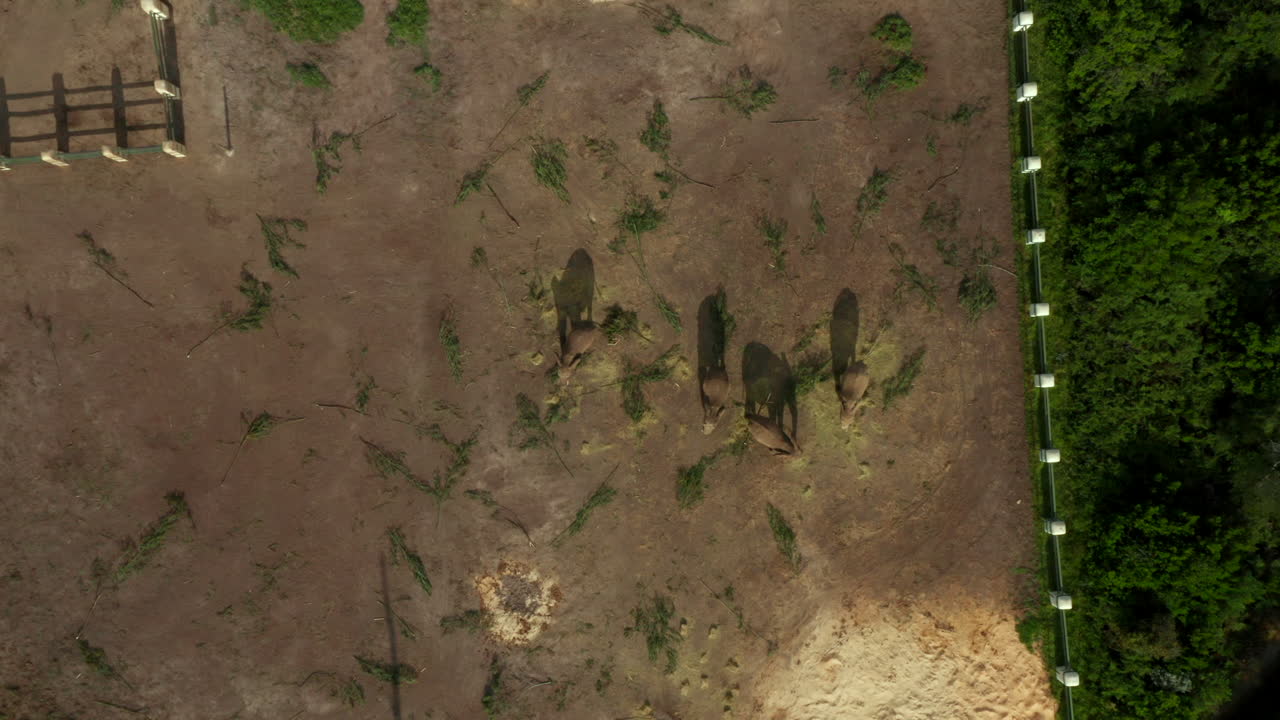 Top-down Of Group Of African Elephants On Elephant Sanctuary Plettenberg Bay In South Africa