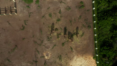 Top-down-Of-Group-Of-African-Elephants-On-Elephant-Sanctuary-Plettenberg-Bay-In-South-Africa