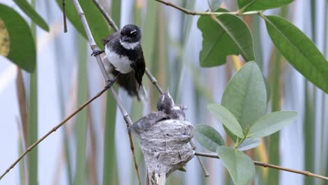 Close-Up-Of-Malaysian-Pied-Fantail-Feeding-Juvenile-With-Insects