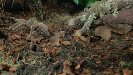 Front-close-up-view-of-walking-Tarantula