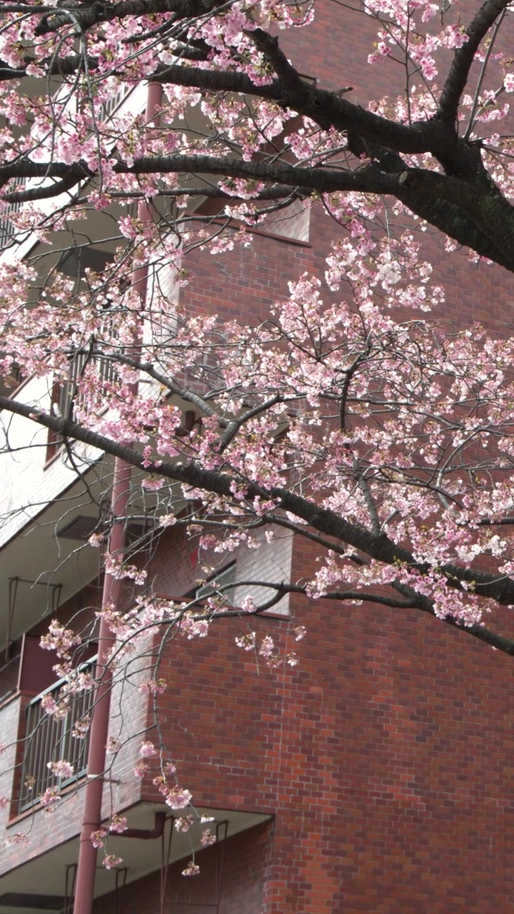 Fiori di sakura rosa sbocciano sui rami davanti a un edificio residenziale in mattoni rossi a Tokyo, Giappone.